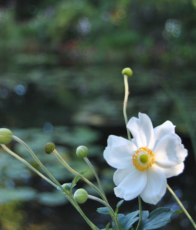 Cottage Les Quatre Saisons Giverny Quarto foto